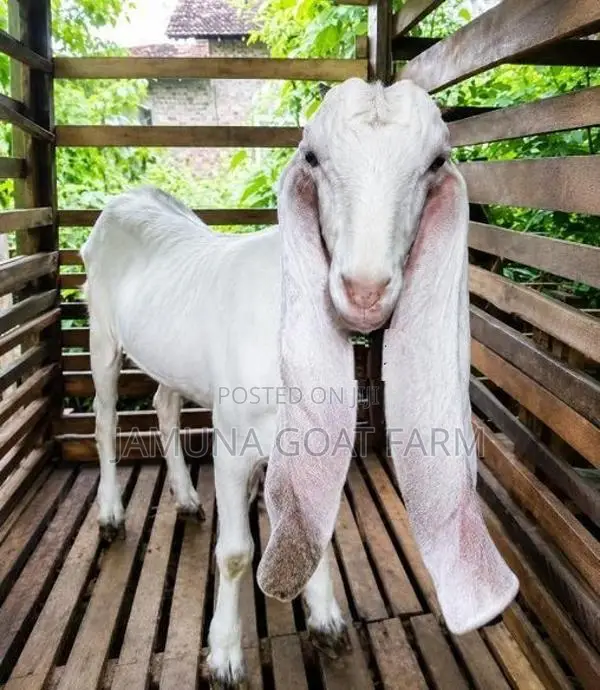 Jamunapari Goats