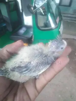 Cockatiel Chicks
