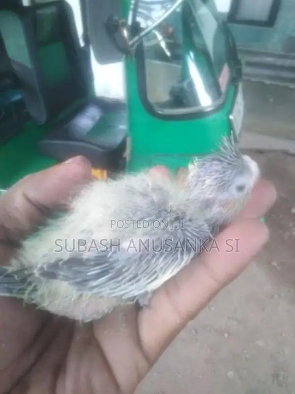 Cockatiel Chicks