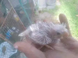 Cockatiel Chicks