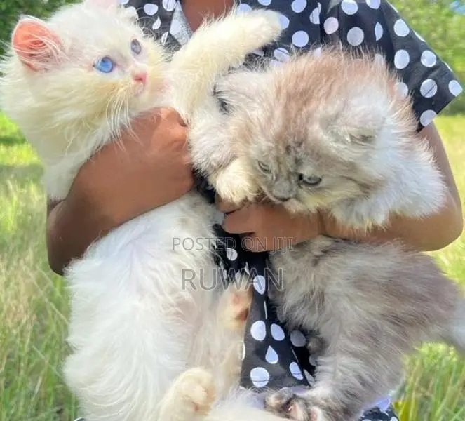 Persian Kitten