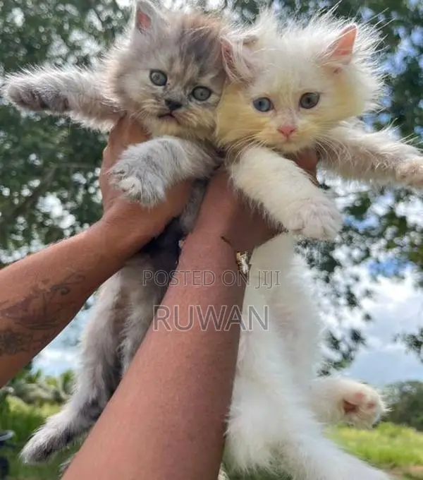 Persian Kitten