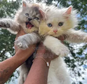 Persian Kitten