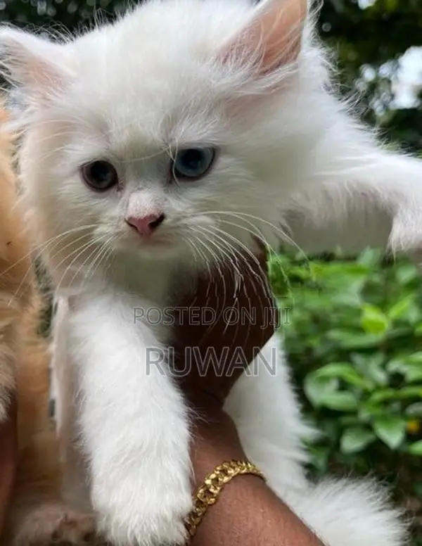 Persian Kitten
