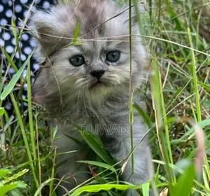 Persian Kitten