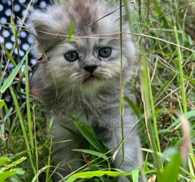 Persian Kitten