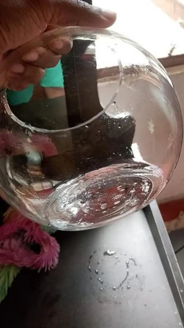 Fish Bowl
