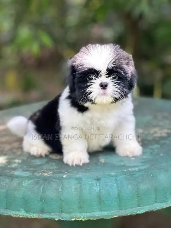 Shih Tzu Puppy
