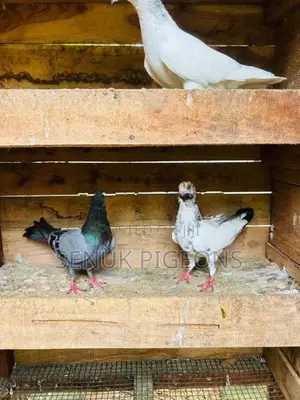 Pigeons