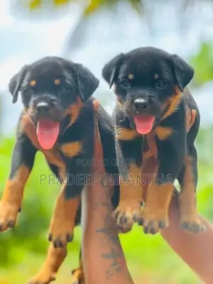 Rottweiler Puppy
