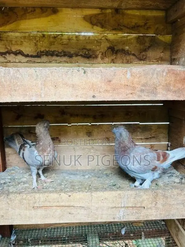 Pigeons