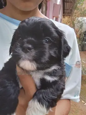 Shih tzu puppies