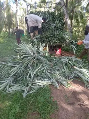 අන්නාසි පැළ