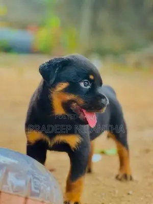 Rottweiler Puppy