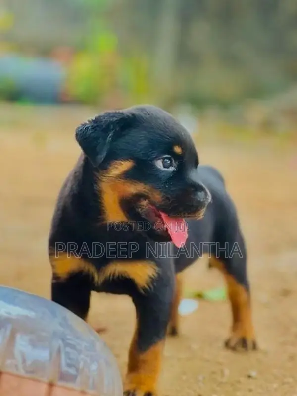 Rottweiler Puppy