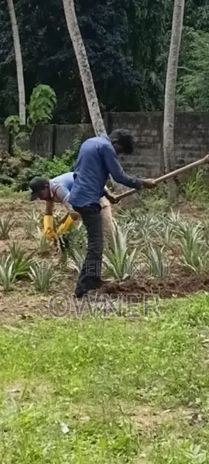 අන්නාසි පැළ