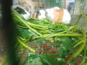 Guinea Pig