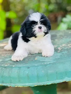 Shih Tzu Puppy