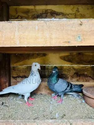 Pigeons