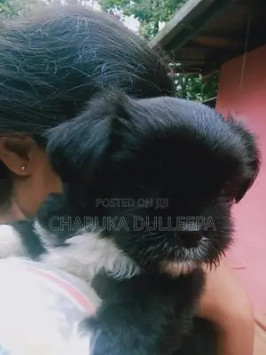Shih tzu puppies