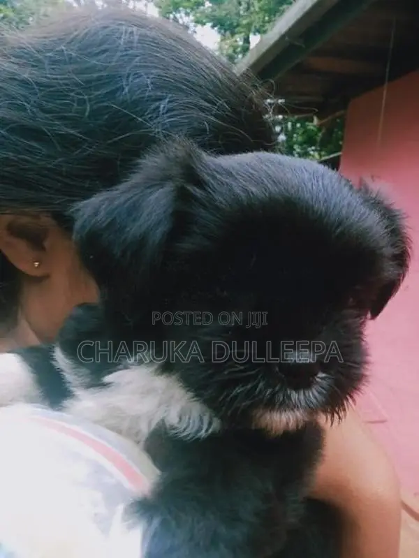 Shih tzu puppies