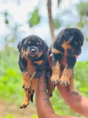 Rottweiler Puppy