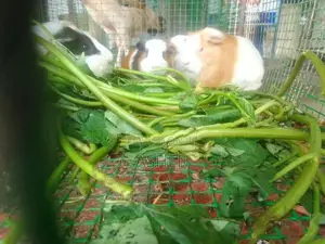 Guinea Pig