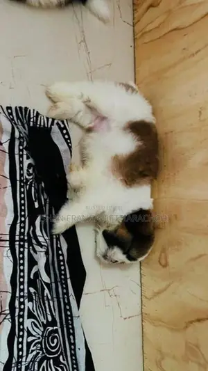 Shih Tzu Puppy