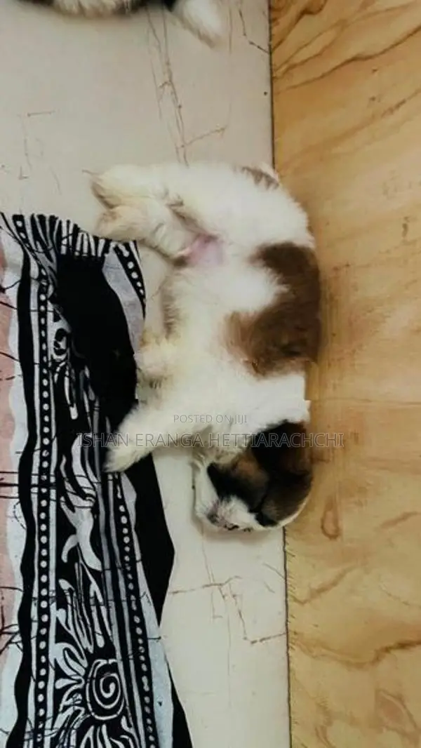 Shih Tzu Puppy