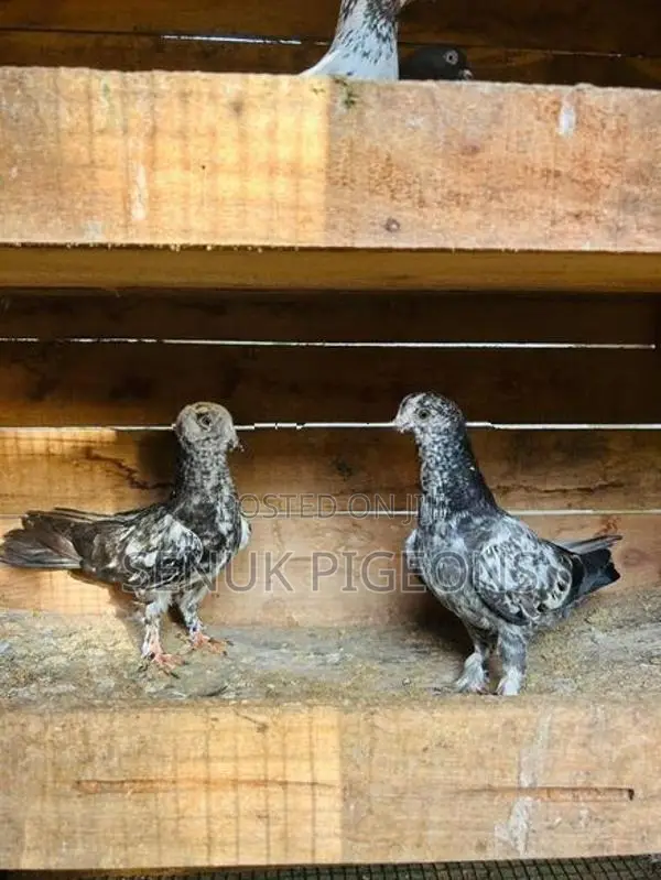 Pigeons
