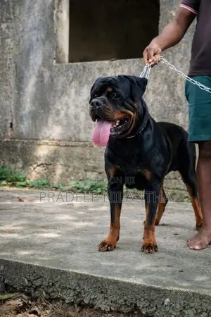 Rottweiler Puppy