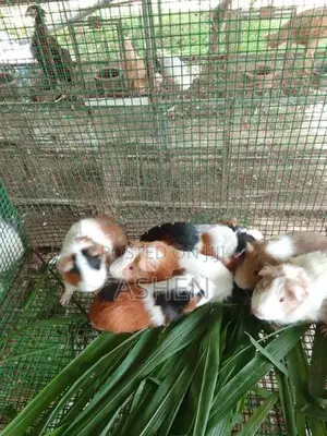Guinea Pig