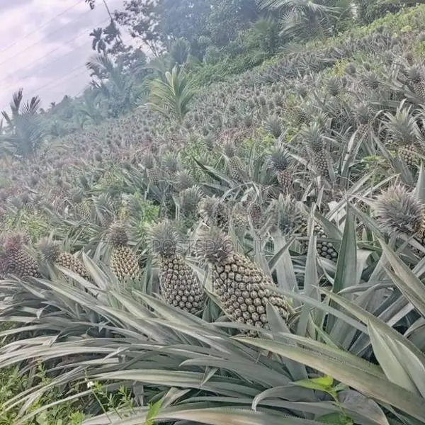 අන්නාසි පැළ