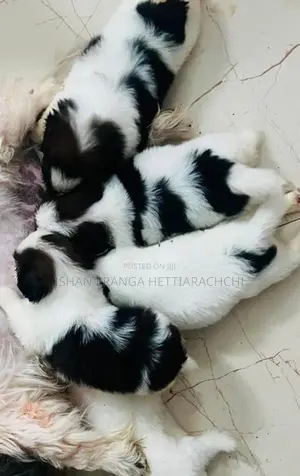 Shih Tzu Puppy