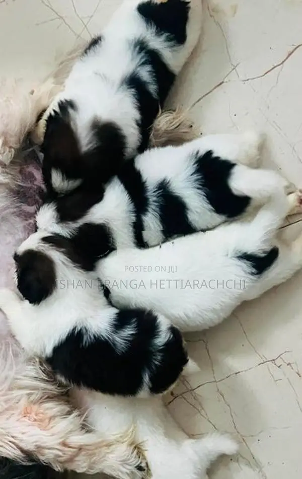Shih Tzu Puppy