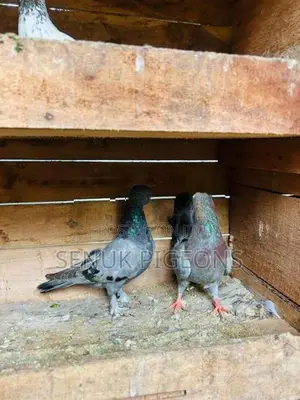 Pigeons