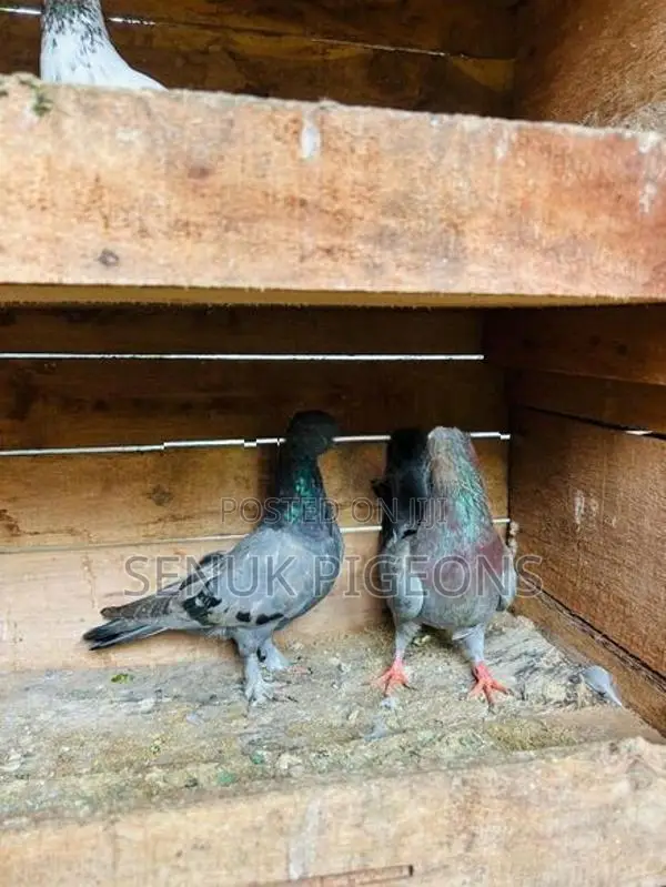 Pigeons