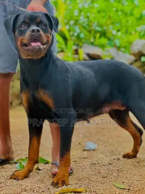 Rottweiler Puppy