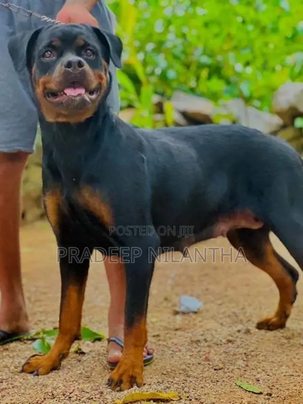 Rottweiler Puppy