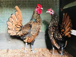 Gold Sebright Chicks