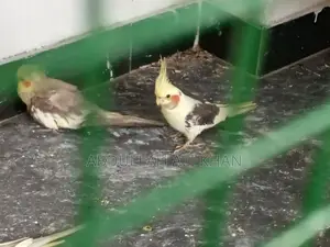 Cocktail Bird