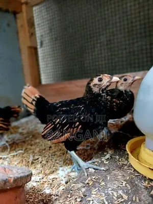 Gold Sebright Chicks