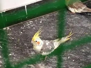 Cocktail Bird