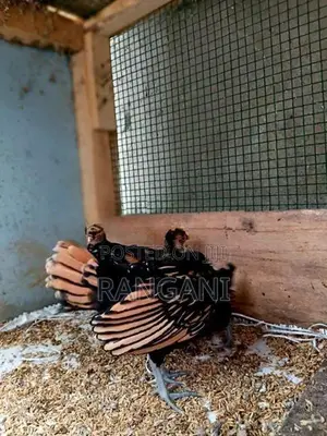 Gold Sebright Chicks
