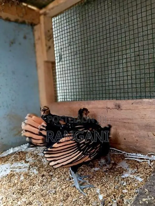 Gold Sebright Chicks