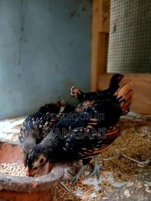 Gold Sebright Chicks