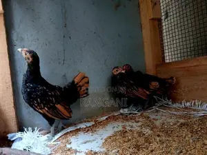 Gold Sebright Chicks