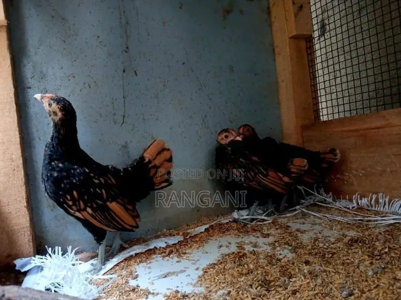 Gold Sebright Chicks