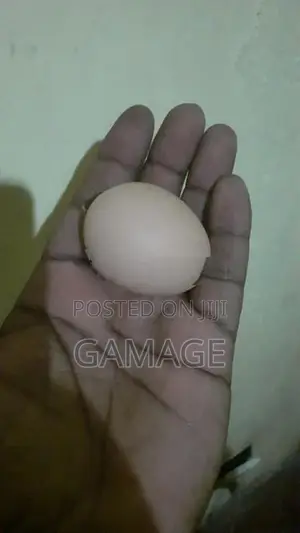 බ්‍රාහ්මා බිත්තර