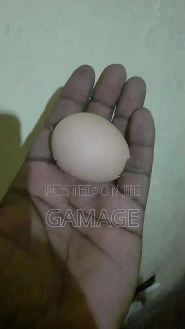 බ්‍රාහ්මා බිත්තර